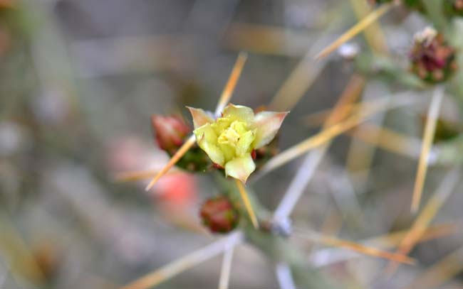 Christmas Cactus has pale yellow or greenish flowers and blooms from May to June. Cylindropuntia leptocaulis